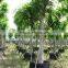 Ficus Nitida Landscaping Trees for Outdoor