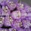 2016 New JinXiang Garlic Professional Exporter Purple/Red/Pure White Garlic