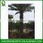 Phoenix sylvestris palms trunk 4m