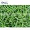 Sinocharm Xiamen  diameter 8-10mm Frozen Green Beans IQF Whole Green Beans