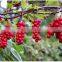 2% 5% 9%  schisandra berry extract powder