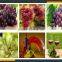 grape wine processing machine