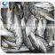 wholesale fishing frozen yellow tail horse mackerel fish