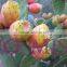 Organic Cactus Seeds Oil anti-wrinkle, anti-acne, anti-dark circles