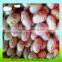light speckled kidney beans of good quality