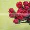 Good smell crazy selling new arrival fresh carnation for home decor