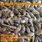 organic dark green pumpkin seeds grown without shell (GWS) AAA/ AA / A
