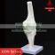 Transparent human knee joint model