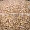 Corn Cob For Mushrooms Cultivation _ QQ: 2598494113