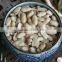 New Crop / Canned Roasted & Salted Peanuts 150g