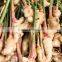 DRIED GINGER SUPPLIER