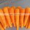 Fresh bulk carrot packing in carton for hot selling