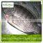 Organic Tilapia Fillet Fishs With Frozen