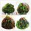 Seaweeds derivatives,sea kale,sea tangle,kelp noodles,dried seaweed buyer