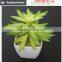 Wholesale  china succulent plants with pots