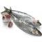 Frozen Sardine Fish Sardinella Longiceps for Bait and Canning