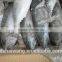Frozen Bonito Supplier with size 250 - 300g