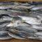 Sizes 90 pcs / 10 kg ctn slender mackerel frozen Decapterus spp