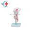HC-S216 High Quality Orthopedic surgery Human occipital bone model with cervical vertebra/Human skeleton model