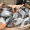 SkipJack Tuna ,stripe Tuna