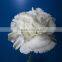 China Crazy Selling Fresh Cut Carnation Flower for Wholesale