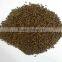 Best Jue Ming Zi in Chinese Cassia Tora Seed, Cassia Tora seeds