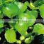 Low Price Crushing And Juice Screw Machine For Water Hyacinth Price In China