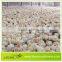 LEON Most Popular Poutlry Birds House Automatic Whole Equpment