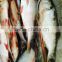 Frozen Asian carp 500-1000g