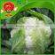 cauliflower with high quality white broccoli decorating cauliflower