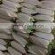 White Radish /green radish wholsale