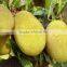 Big friut jackfruit fruit Seeds artocarpus heterophyllus seeds For planting