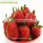 Wholesale Dried strawberry chips with HALAL Certificate