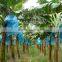 Small banana fruit tree