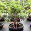 Natural Bonsai Ficus Art Shaped Ficus formosana