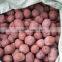 10-30mm Bulk Hydro Expanded Clay pebbles as growing medium for hydroponics