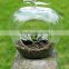 Micro landscape ecological Meaty plant glass vase Apple shape