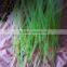 CHINA Disposible Hookah Shisha Hose MANUFACTURER