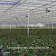 commercial rose multi-span glass green house for sale