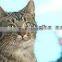 pet health nutrition cat food kitten food factory