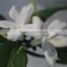 hot sale brand name decorative artificial flowers silk flowers