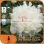 alive competitive price white peony root-bark extract