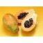 100% natural Fermented papaya powder extract/new product/papaya powder