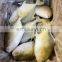 golden pomfret frozen golden pompano frozen golden pomfret fish good price