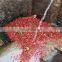 Coffee bean degumming machine for coffee bean pulp remove