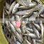 Frozen whole round sea frozen horse mackerel