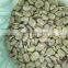 new season fava bean