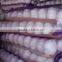 Normal white Garlic 5.5 cm Fresh garlic white/Normal white garlic/Shandong Jinxiang Garlic