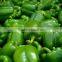Fresh Capsicum, Fresh Green Peppers, Fresh Bell Pepers,Fresh Red Pepper