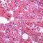 Different kinds of histology teaching prepared microscope slides